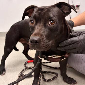 Survivor -  Terrier and Mixed Breed Dog for Adoption in Abilene, Texas - Survivor | PetCurious