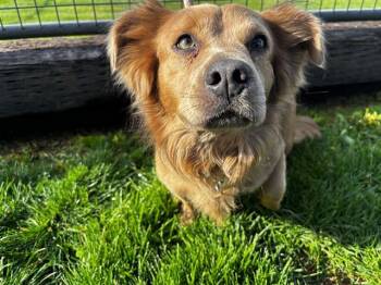 Dachshund and Mixed Breed Dogs Available for Adoption in Colorado Springs, Colorado - ROCK | PetCurious