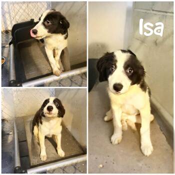 Isa -  Border Collie Dog for Adoption in Saint James, Missouri - Isa | PetCurious