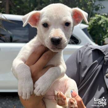 Nina -  Labrador Retriever Dog for Adoption in Washington, District Of Columbia - Nina | PetCurious