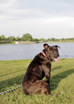 Rescue Pit Bull Terrier Dogs for Adoption in Liverpool, Texas - Chocolate | PetCurious