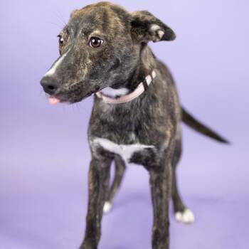 Bridget -  Mixed Breed Dog for Adoption in Portland, Oregon - Bridget | PetCurious