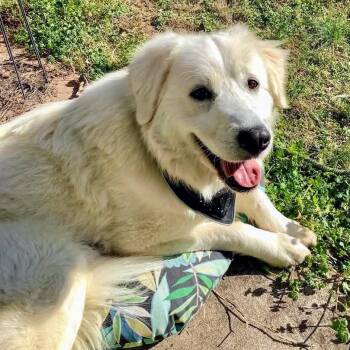 Great Pyrenees Dogs Available for Adoption in Shelby, North Carolina - Aurora | PetCurious