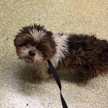 IVHS-Stray-140364 -  Shih Tzu Dog for Adoption in San Gabriel, California - IVHS-Stray-140364 | PetCurious
