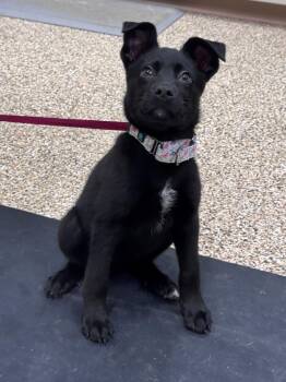 Baylor -  Mixed Breed Dog for Adoption in Hackensack, Minnesota - Baylor | PetCurious