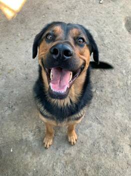 Rottweiler and German Shepherd Dog Dogs Available for Adoption - Roscoe | PetCurious