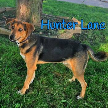 Hunter Lane -  Mixed Breed Dog for Adoption in Joliet, Illinois - Hunter Lane | PetCurious