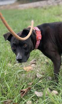 Rescue Mixed Breed Dogs for Adoption in Rochester, Indiana - SHILOH: $0 Adoption Fee! | PetCurious