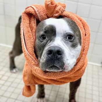 Marble -  Pit Bull Terrier Dog for Adoption in Oakland, California - Marble | PetCurious