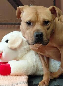Rescue American Staffordshire Terrier Dogs for Adoption in Flint, Michigan - LITTLE RICKY | PetCurious