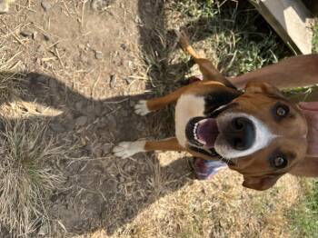 Diamond Dan -  Beagle and Mixed Breed Dog for Adoption in Zimmerman, Minnesota - Diamond Dan | PetCurious