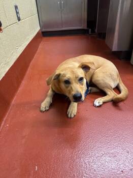 Rescue Mixed Breed Dogs for Adoption in Douglasville, Georgia - Trixie | PetCurious