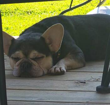 Velvet -  French Bulldog Dog for Adoption in Conesus, New York - Velvet | PetCurious