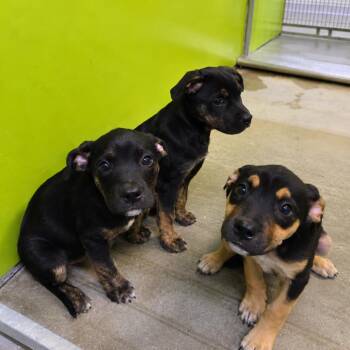 Pup1/Bea2240 -  Shepherd Dog for Adoption in San Jacinto, California - Pup1/Bea2240 | PetCurious