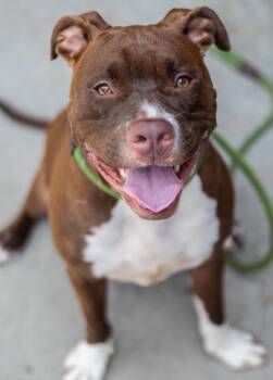 Alpha -  Mixed Breed Dog for Adoption in Chamblee, Georgia - Alpha | PetCurious