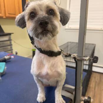 Chanelly -  Mixed Breed Dog for Adoption in Wappingers Falls, New York - Chanelly | PetCurious
