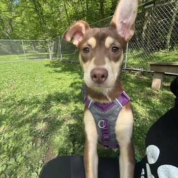 Husky Dogs Available for Adoption in White Oak, Pennsylvania - Jovi | PetCurious