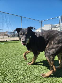 Labrador Retriever and Shepherd Dogs Available for Adoption - Buddy | PetCurious