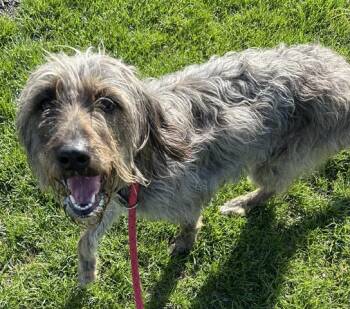 Irish Wolfhound and Poodle Dogs Available for Adoption in Dayton, Ohio - NITARA | PetCurious