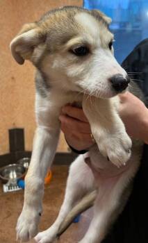 Rescue Husky Dogs for Adoption in Stanwood, Washington - The Undertaker | PetCurious
