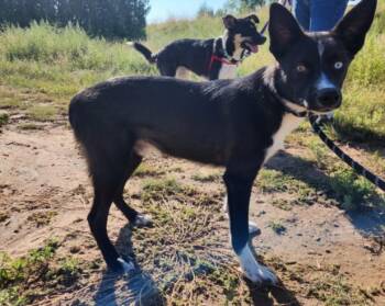 Rescue Mixed Breed Dogs for Adoption in Santa Fe, New Mexico - TIKI | PetCurious