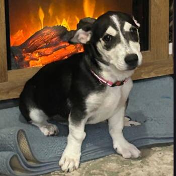 Terrier and Corgi Dogs Available for Adoption in Corpus Christi, Texas - Lana | PetCurious