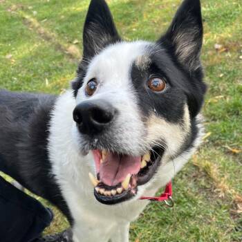 Rescue Husky Dogs for Adoption in Grayslake, Illinois - Indiana Bones | PetCurious