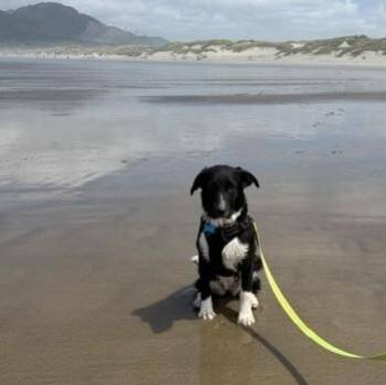 Mango -  Australian Shepherd Dog for Adoption in Newport, Washington - Mango | PetCurious