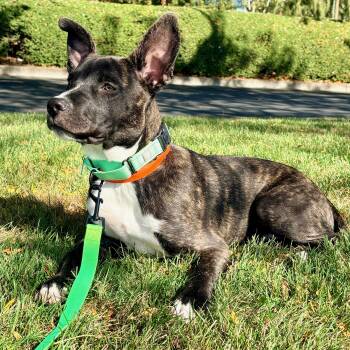 Mac -  Australian Cattle Dog Blue Heeler Dog for Adoption in Austin, Texas - Mac | PetCurious