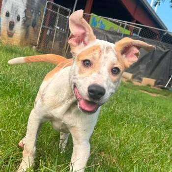 Foster Moose -  Terrier Dog for Adoption in Oswego, Illinois - Foster Moose | PetCurious