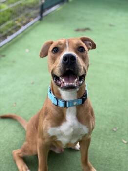 Marshall -  American Bulldog Dog for Adoption in Lakeland, Florida - Marshall | PetCurious