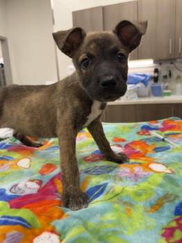 TAMALE -  German Shepherd Dog Dog for Adoption in Baytown, Texas - TAMALE | PetCurious