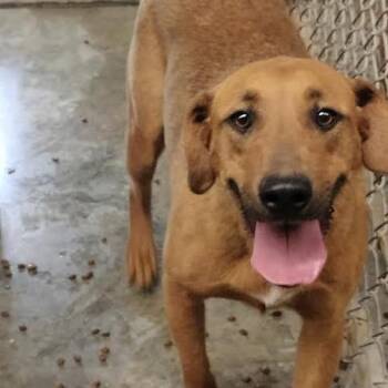 Mixed Breed Dogs Available for Adoption in Brooksville, Kentucky - Honey | PetCurious