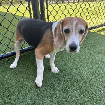 VWS9 8380 aka London -  Beagle Dog for Adoption in Loxahatchee Groves, Florida - VWS9 8380 Aka London | PetCurious