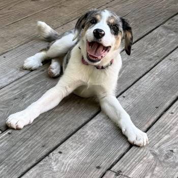 Hound and Mixed Breed Dogs Available for Adoption in Springfield, Missouri - Bubbles | PetCurious