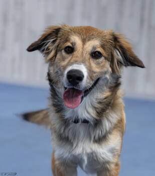 Chowder (Coming Soon) -  Collie Dog Available for Adoption in Bonifay, Florida - Chowder (Coming Soon) | PetCurious