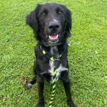 Milo -  Australian Cattle Dog Blue Heeler and Irish Setter Dog for Adoption in Philadelphia, Pennsylvania - Milo | PetCurious