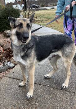 German Shepherd Dog Dogs Available for Adoption - Bellini | PetCurious