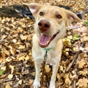 Mystery -  Mixed Breed Dog for Adoption in Buffalo, Minnesota - Mystery | PetCurious