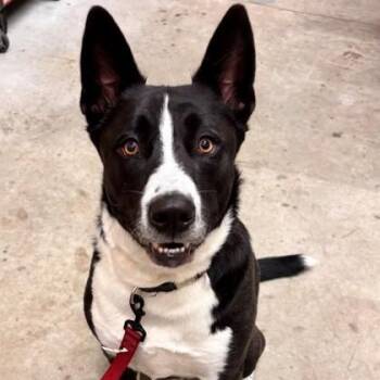 Nico -  Mixed Breed Dog for Adoption in Hackensack, Minnesota - Nico | PetCurious