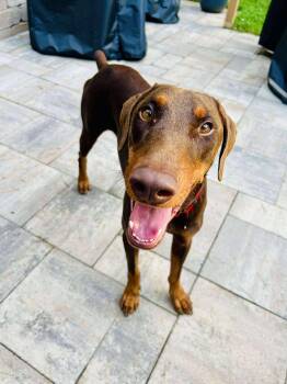 Rescue Doberman Pinscher Dogs for Adoption in Matthews, North Carolina - Zeus | PetCurious