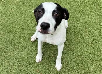 ESTHER -  American Bulldog and Mixed Breed Dog for Adoption in Brentwood, Missouri - ESTHER | PetCurious