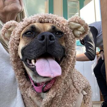 Rescue Puggle Dogs for Adoption in Atascadero, California - BUTTERBALL | PetCurious