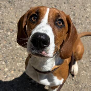 Lyna -  Basset Hound and Beagle Dog for Adoption in Goleta, California - Lyna | PetCurious