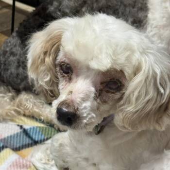 Poodle Dogs Available for Adoption in Hartland, Wisconsin - Charlotte-Foster Home Needed | PetCurious