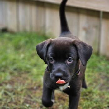 Professor Shelly -  Labrador Retriever Dog for Adoption in Fargo, North Dakota - Professor Shelly | PetCurious