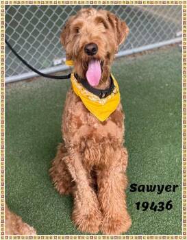 SAWYER see also BRODY -  Labradoodle Dog Available for Adoption in Marietta, Georgia - SAWYER See Also BRODY | PetCurious