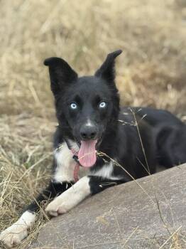 Rescue Mcnab Dogs for Adoption in Ferndale, Washington - Louie | PetCurious