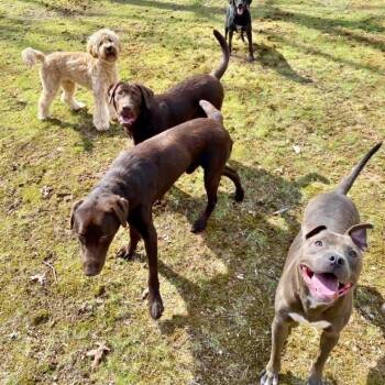 Pit Bull Terrier Dogs Available for Adoption in Roanoke, Virginia - Titus | PetCurious