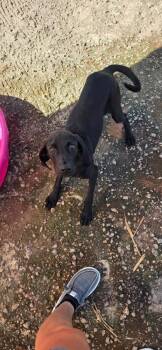 Quinn -  Mixed Breed Dog for Adoption in Georgetown, South Carolina - Quinn | PetCurious